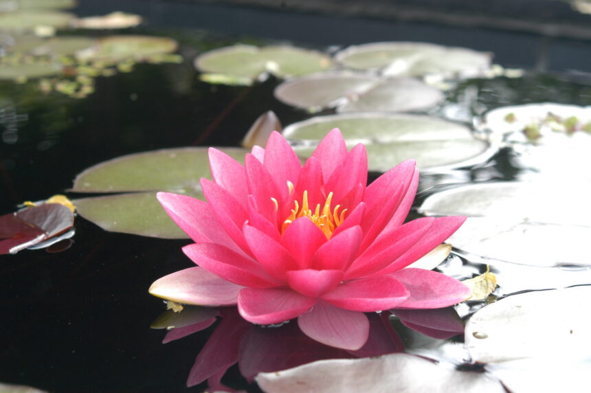 One Year Later – Behind the scenes: The Pond
